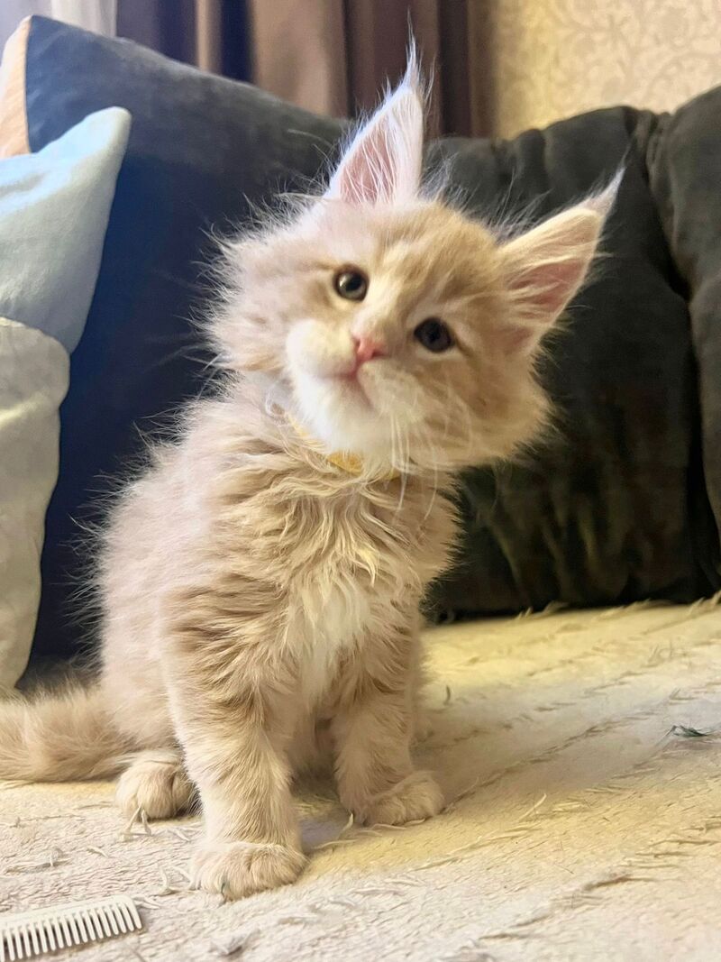 London Maine Coon male, cream tabby