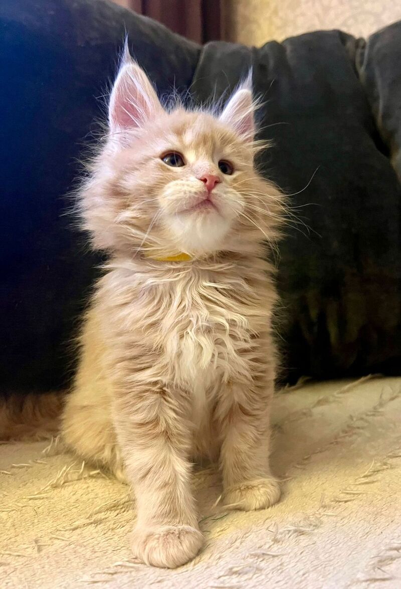 London Maine Coon male, cream tabby