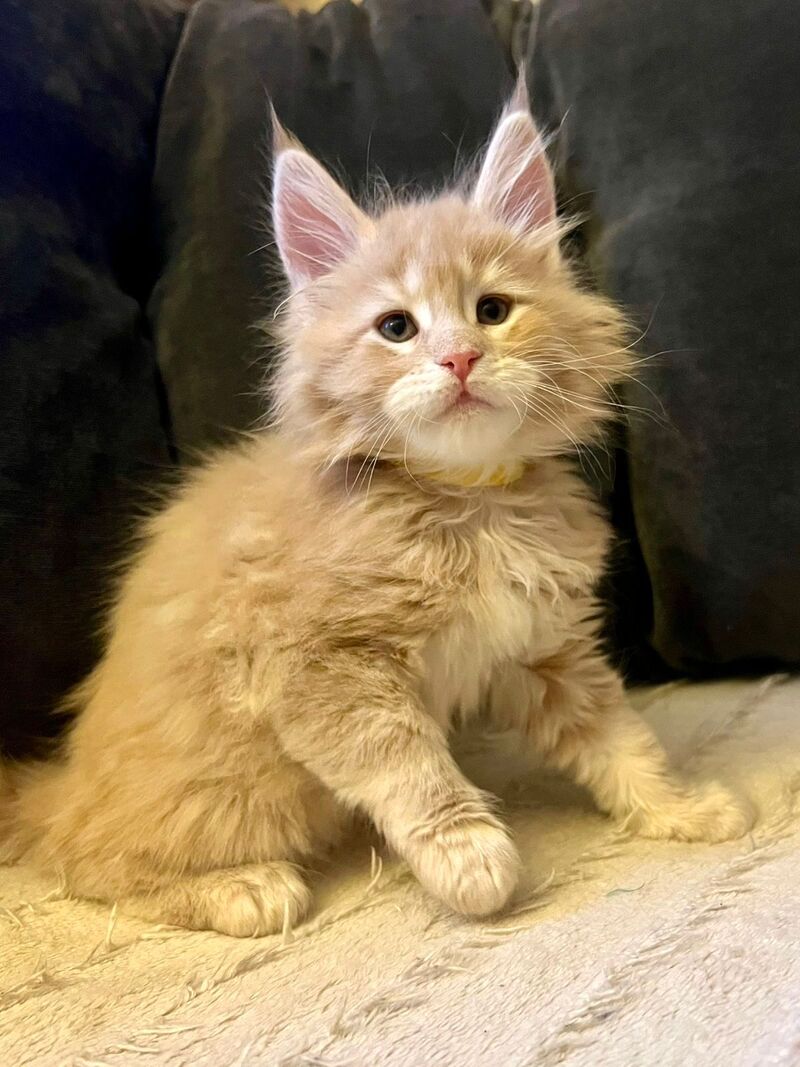 London Maine Coon male, cream tabby