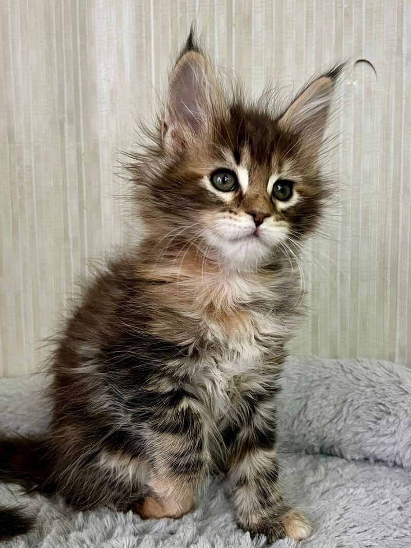 Lilia Maine Coon female, black tortie tabby