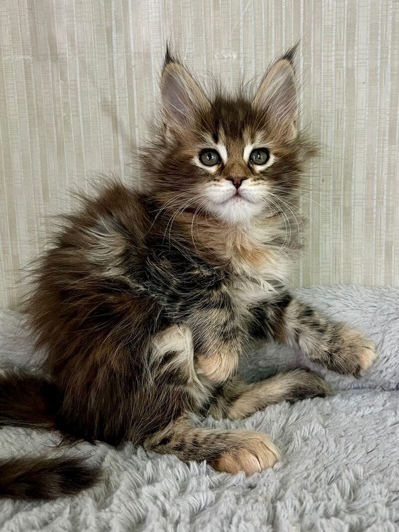 Lilia Maine Coon female, black tortie tabby