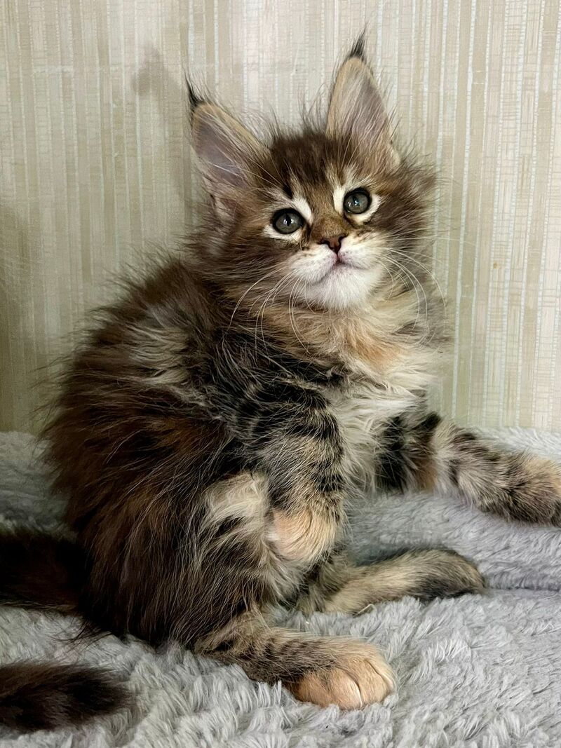 Lilia Maine Coon female, black tortie tabby