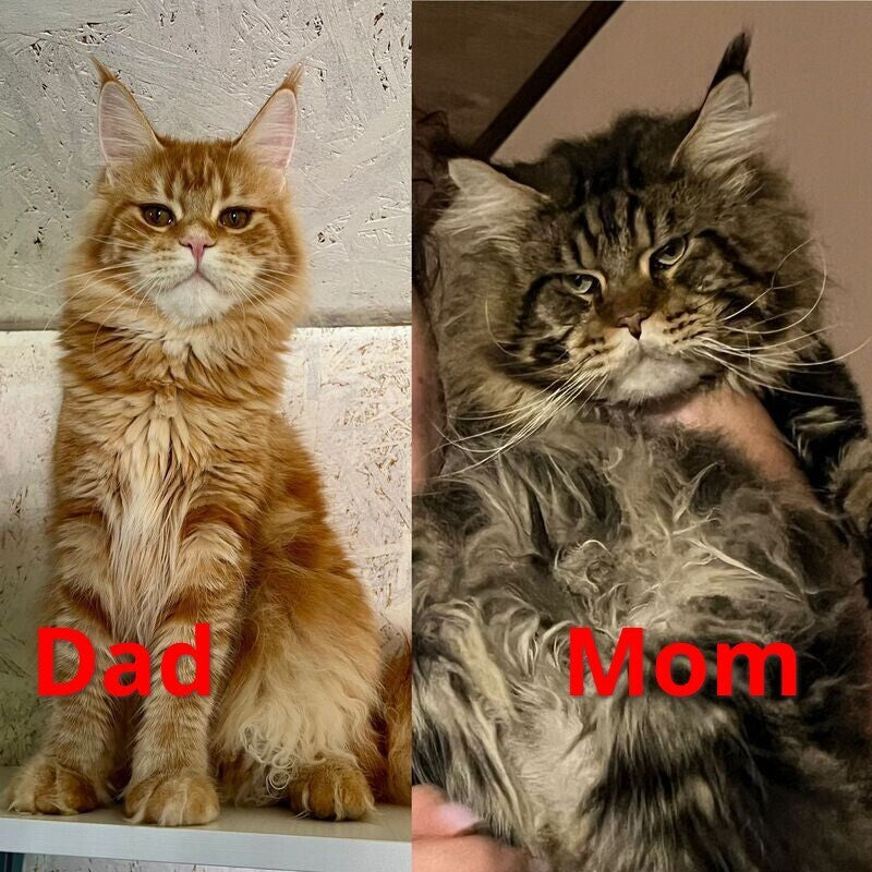 Luka Maine Coon male, red tabby