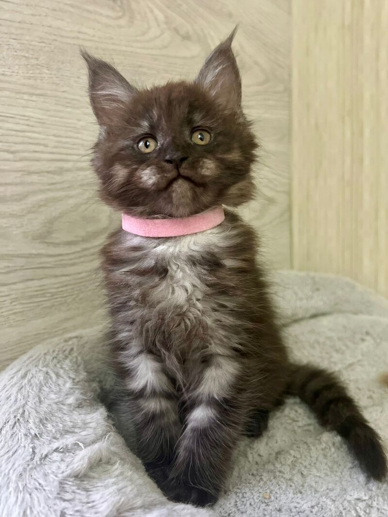 Queen Maine Coon female, black silver