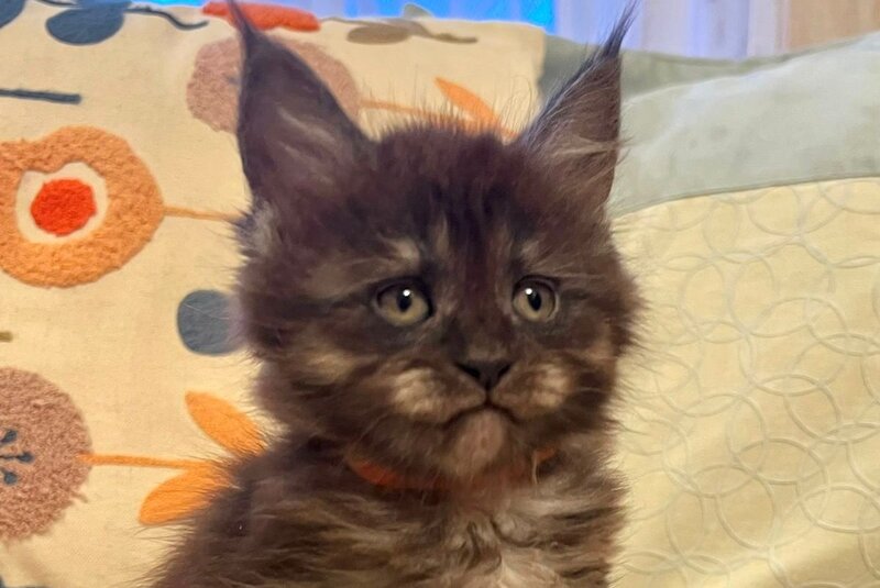 Qeisi Maine Coon female, black silver