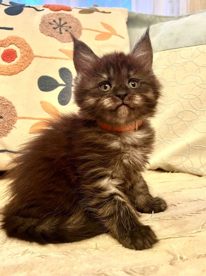 Qeisi Maine Coon female, black silver