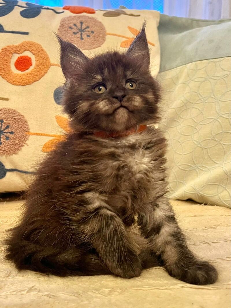 Qeisi Maine Coon female, black silver