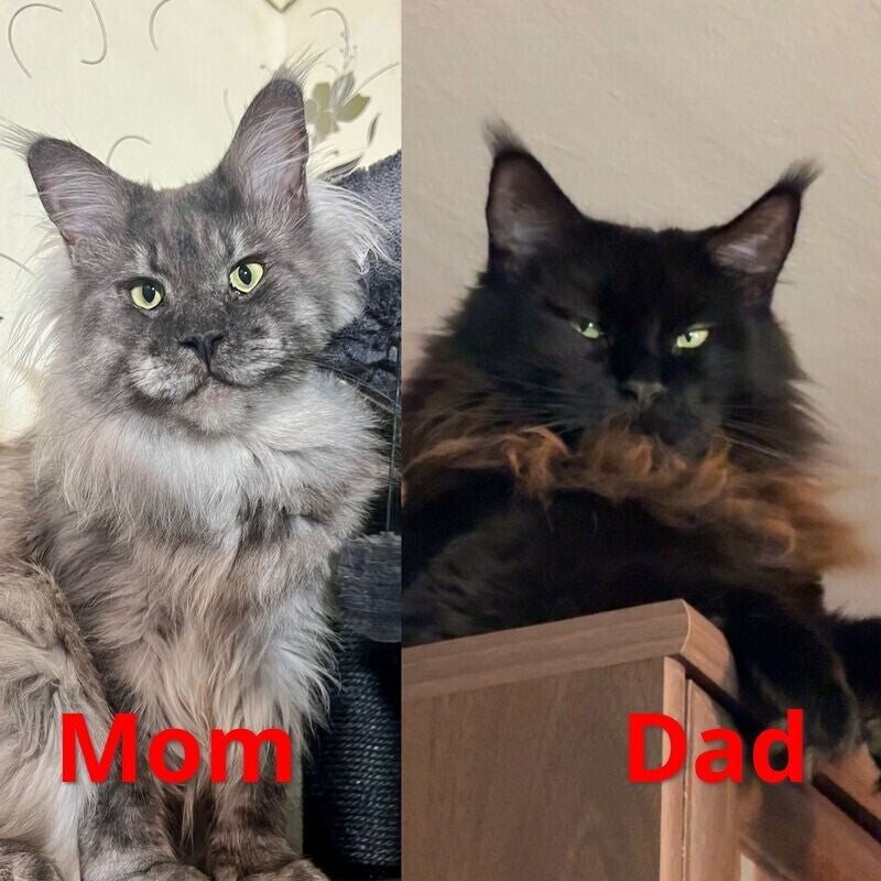 Qeisi Maine Coon female, black silver