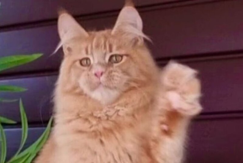 Yasha Maine Coon male, red