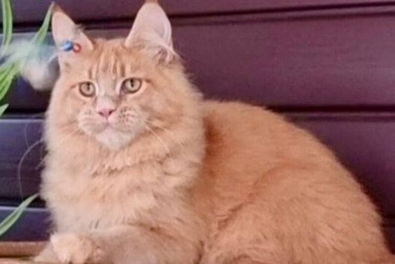 Yasha Maine Coon male, red