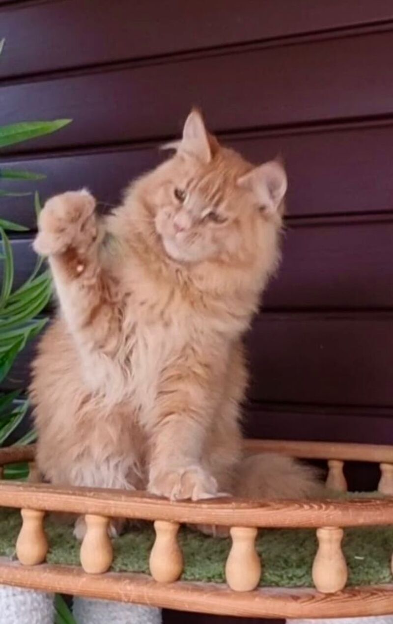 Yasha Maine Coon male, red