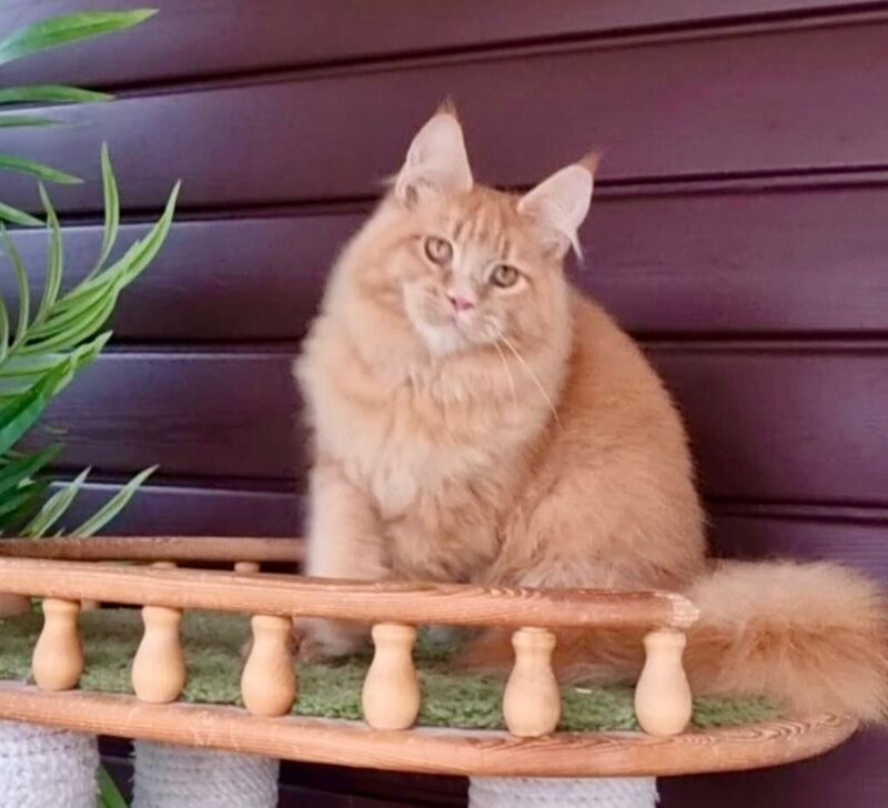 Yasha Maine Coon male, red