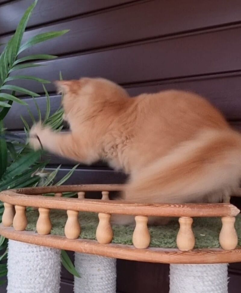 Yasha Maine Coon male, red