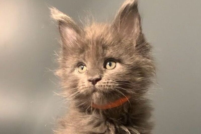 Jozi Maine Coon male, blue