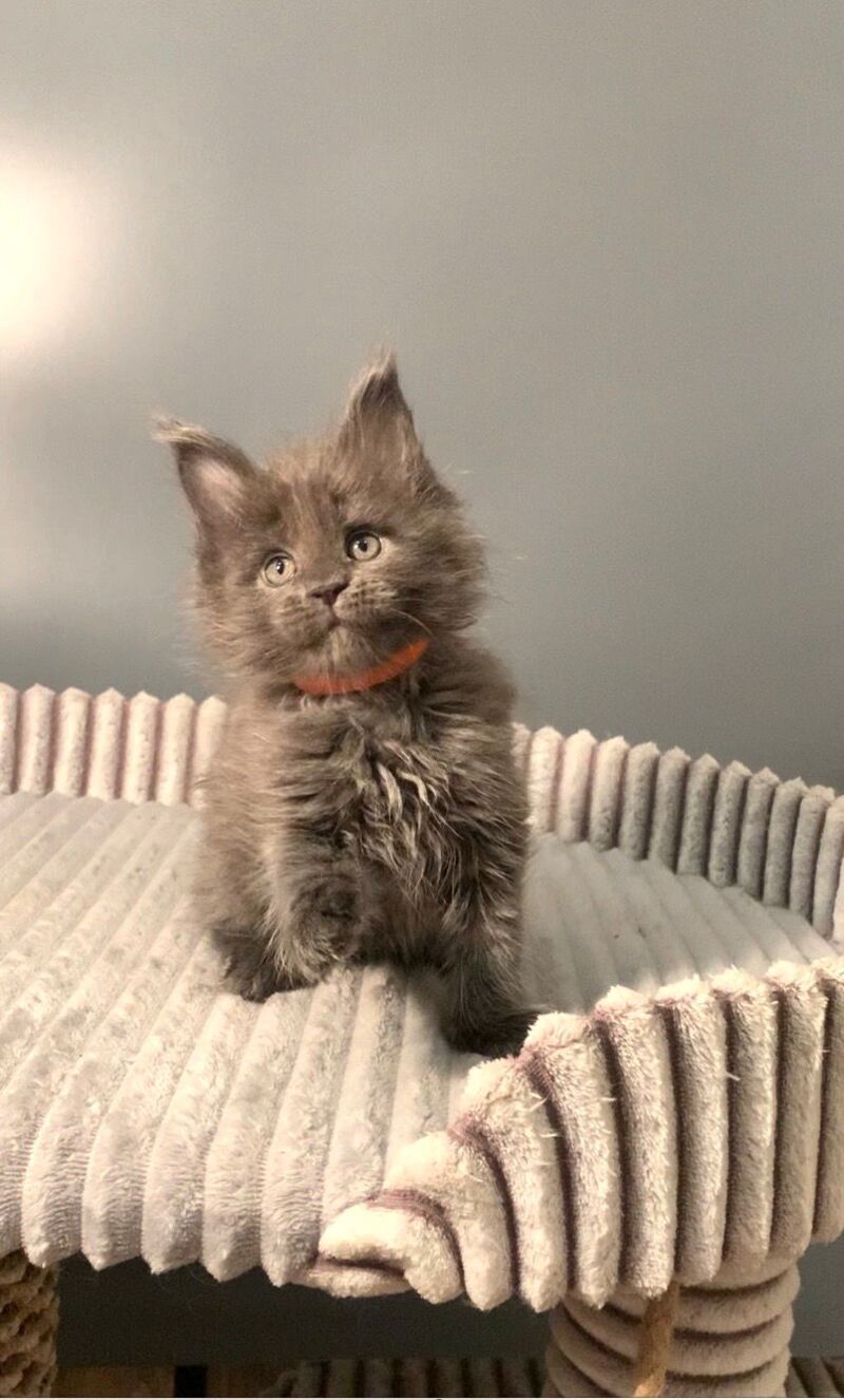 Jozi Maine Coon male, blue