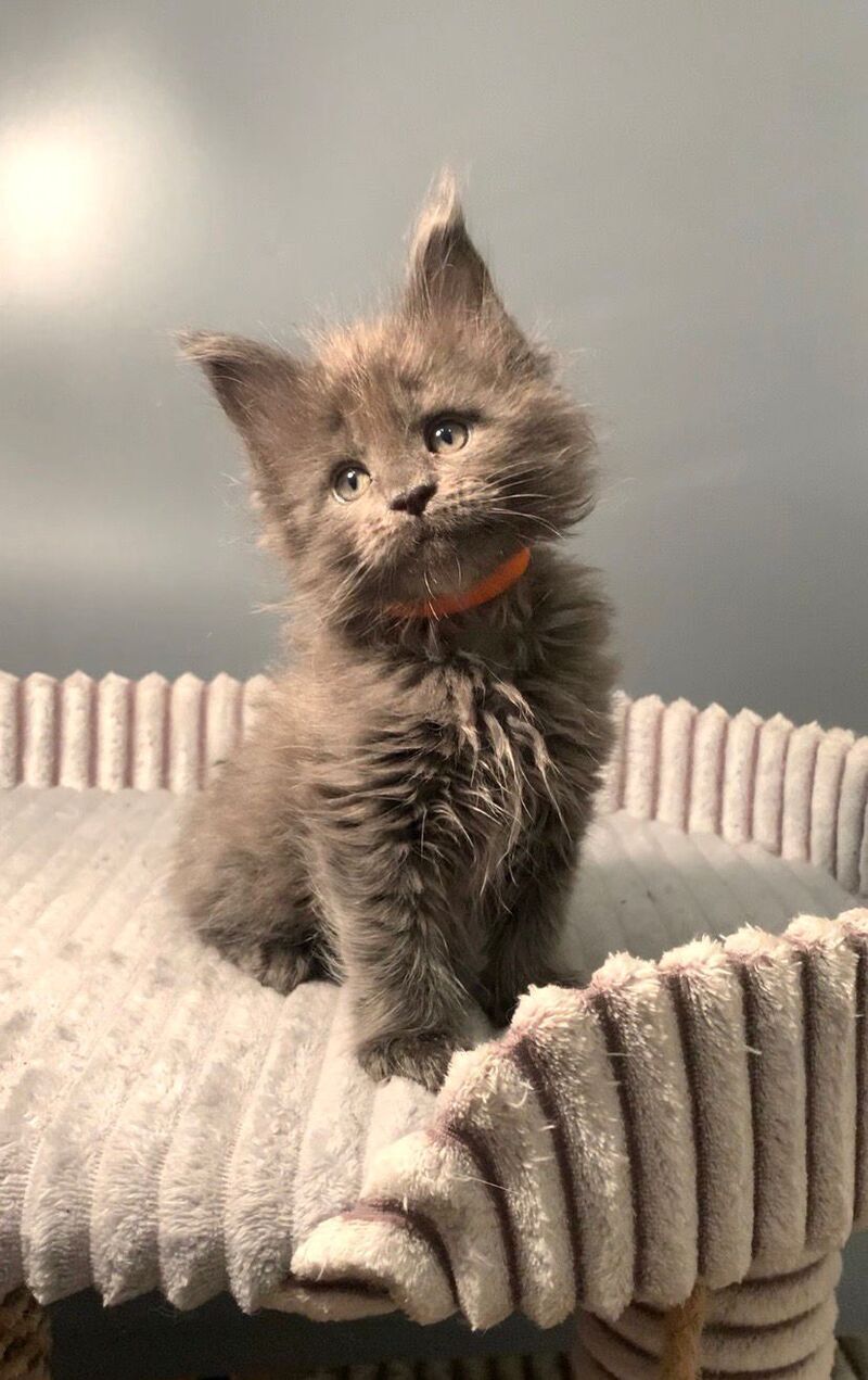 Jozi Maine Coon male, blue