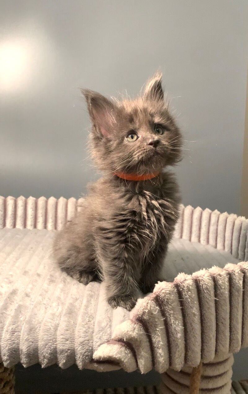 Jozi Maine Coon male, blue