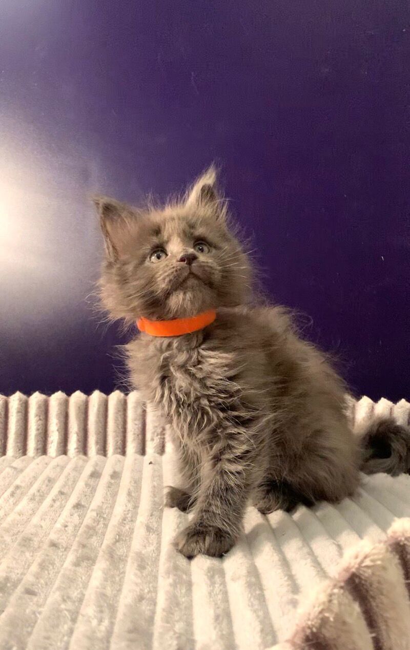 Jozi Maine Coon male, blue