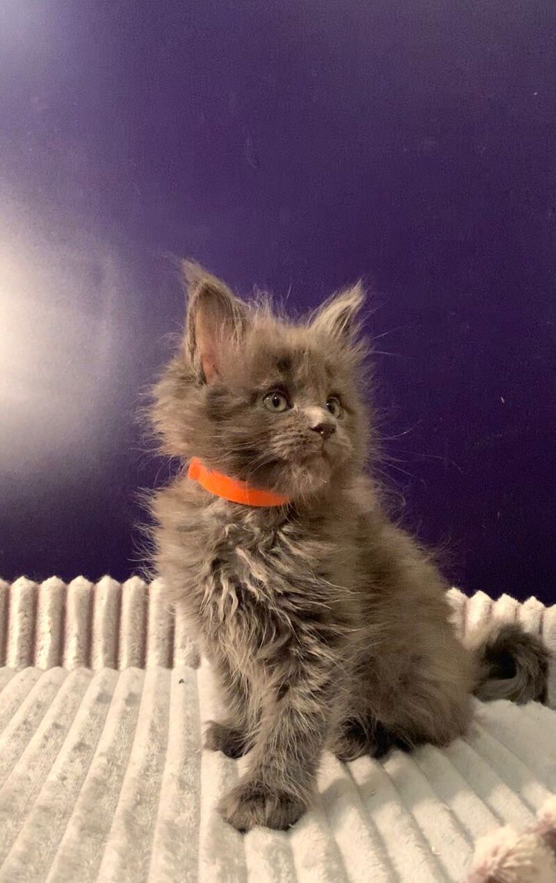 Jozi Maine Coon male, blue