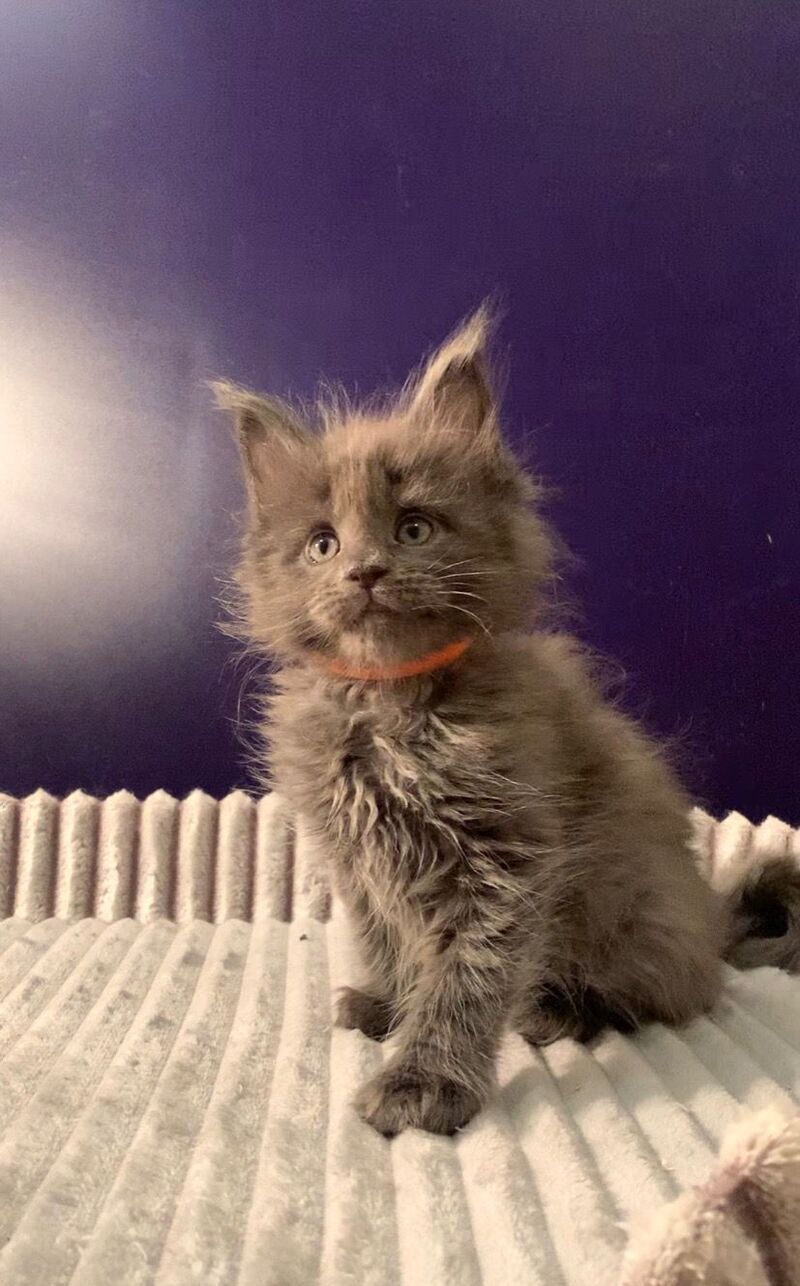 Jozi Maine Coon male, blue