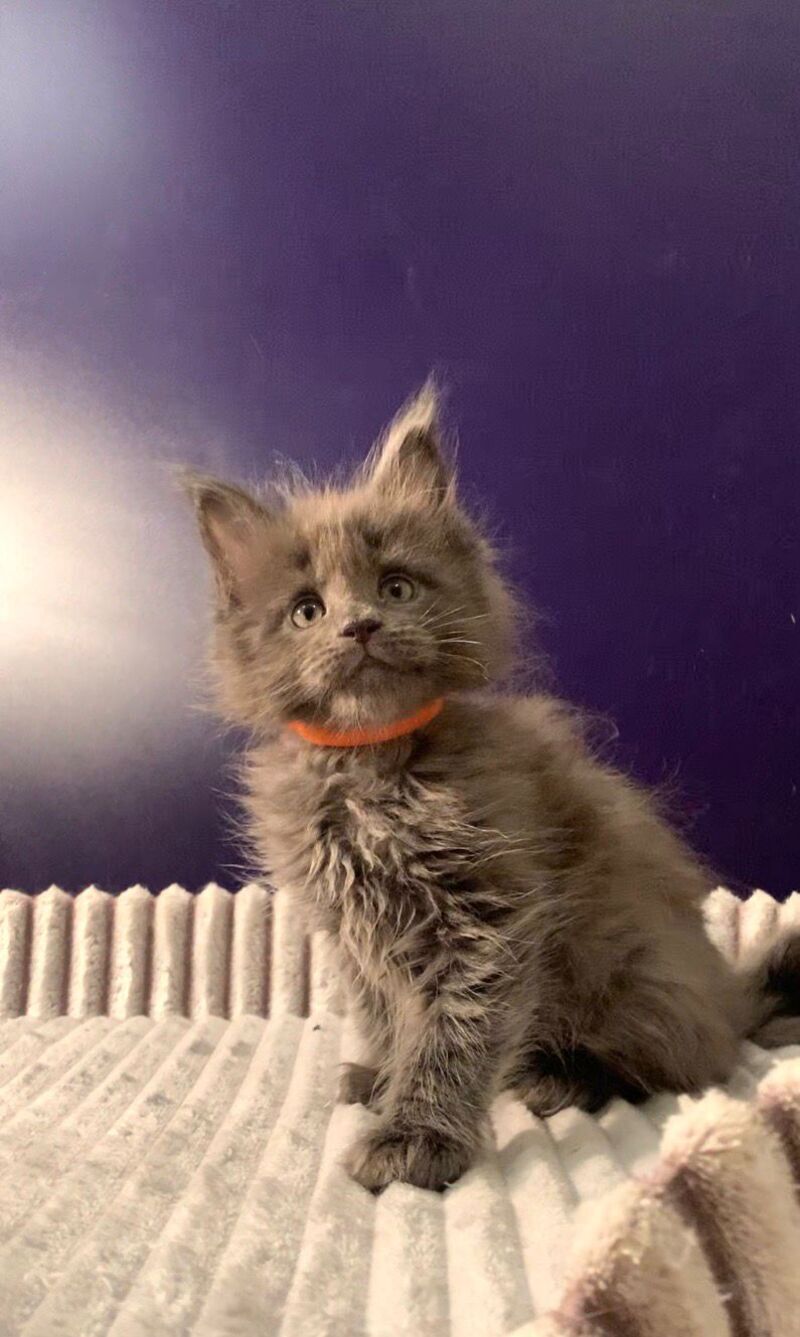 Jozi Maine Coon male, blue