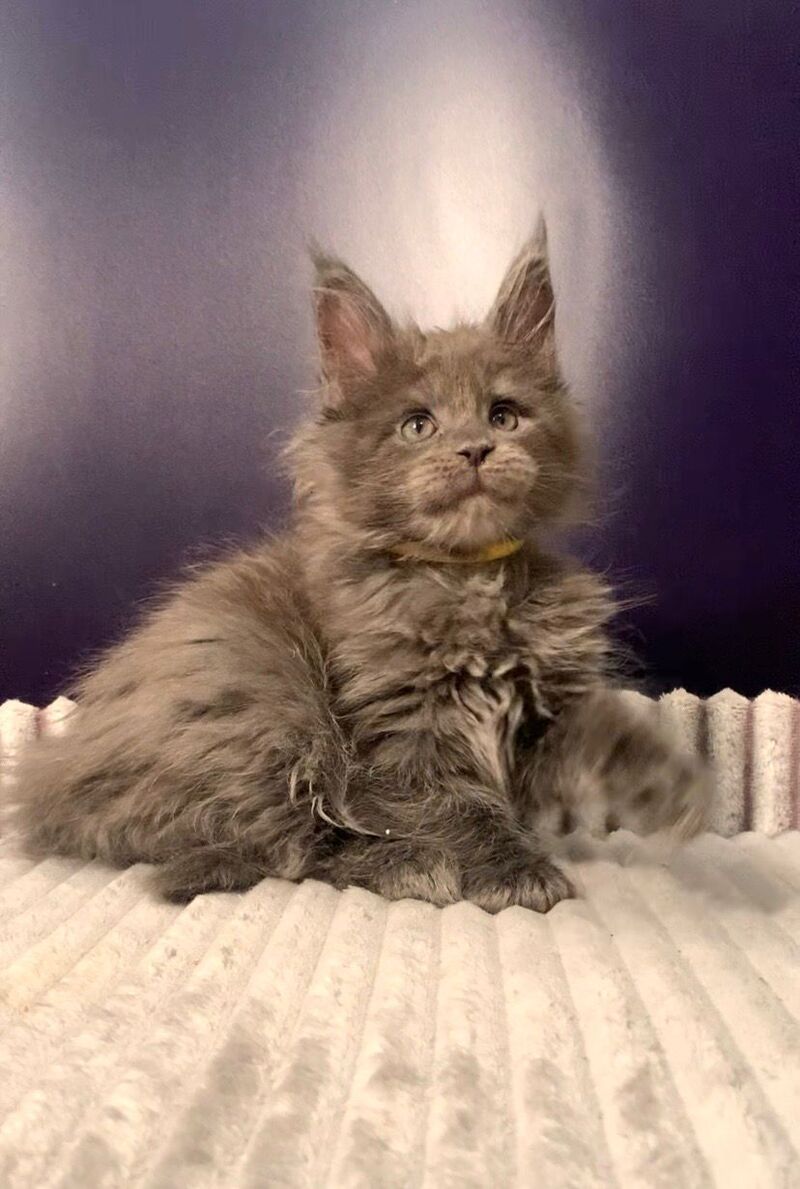 Justina Maine Coon female, blue