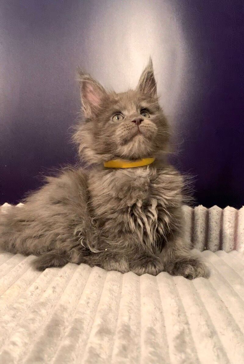 Justina Maine Coon female, blue