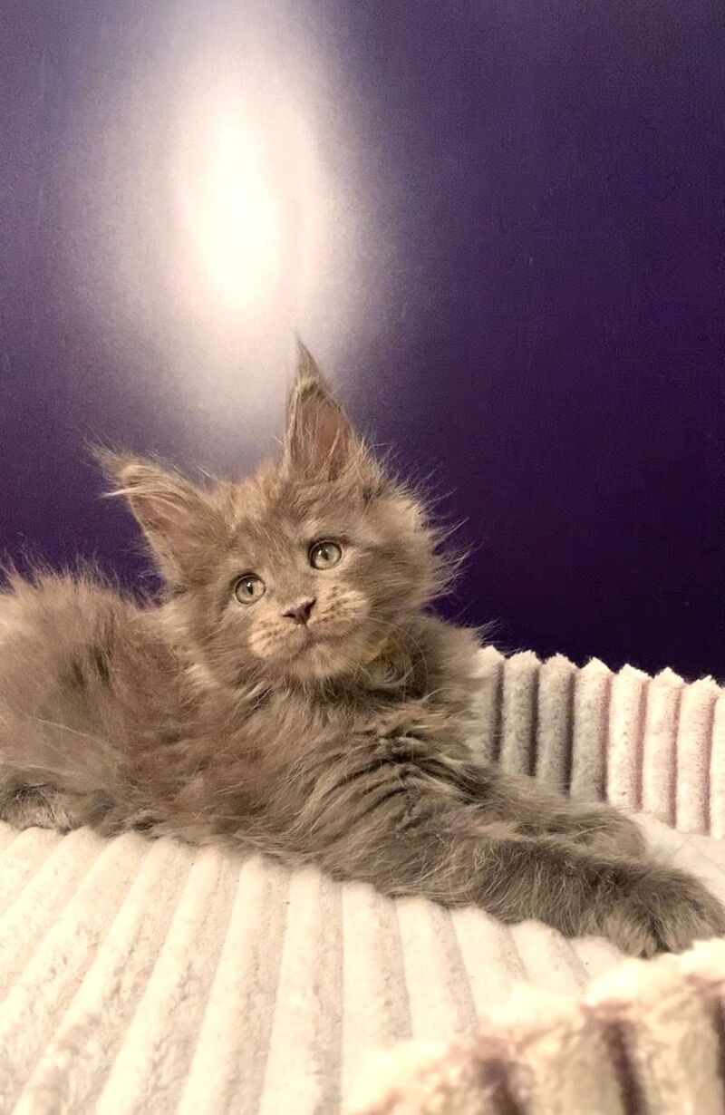 Justina Maine Coon female, blue