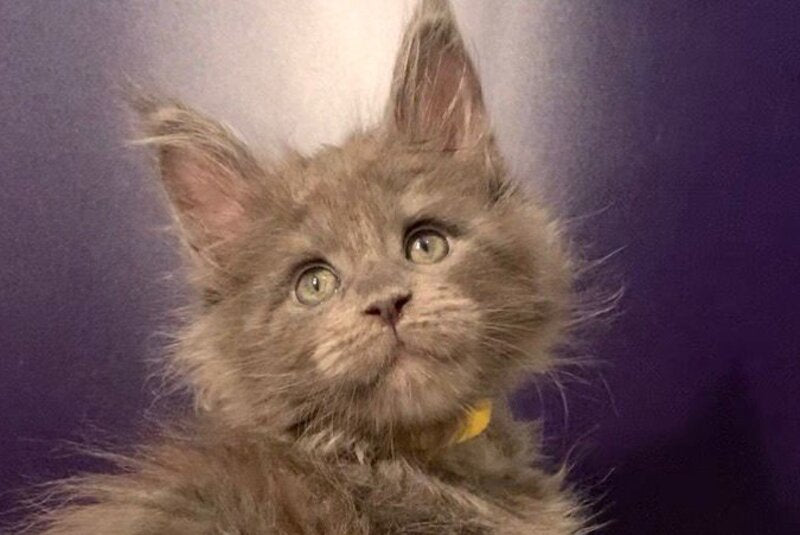 Justina Maine Coon female, blue