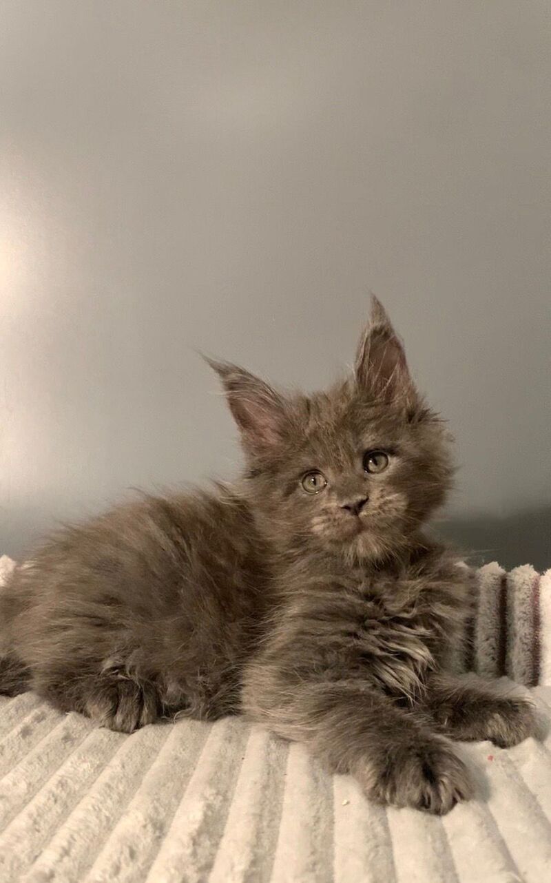 Justina Maine Coon female, blue