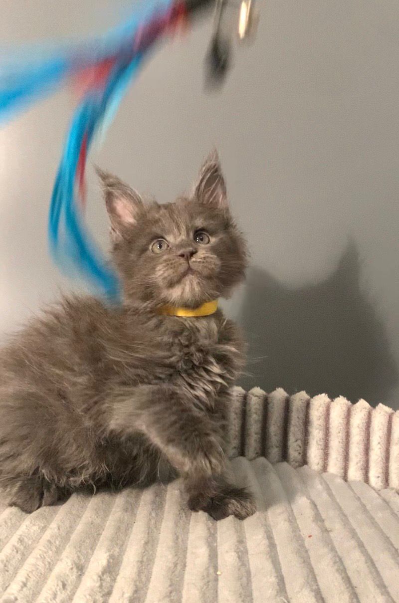 Justina Maine Coon female, blue