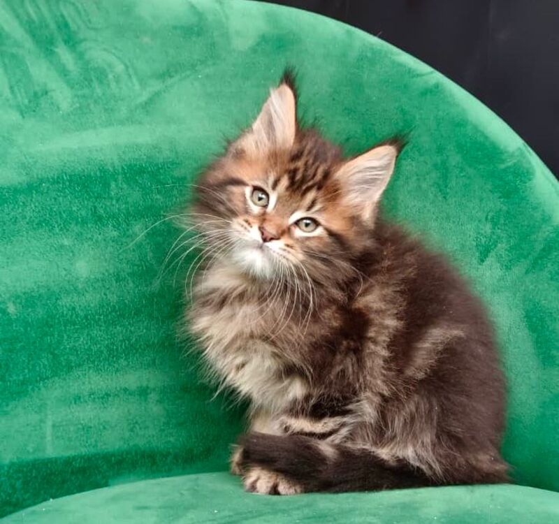 Kiss Maine Coon male, black tabby