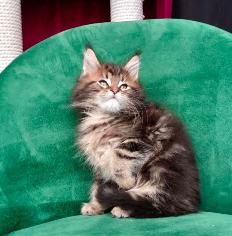 Kiss Maine Coon male, black tabby