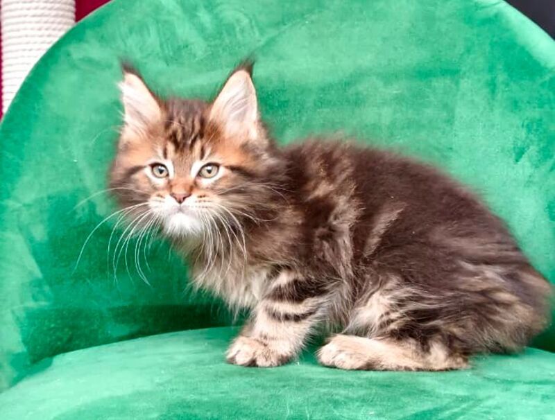 Kiss Maine Coon male, black tabby