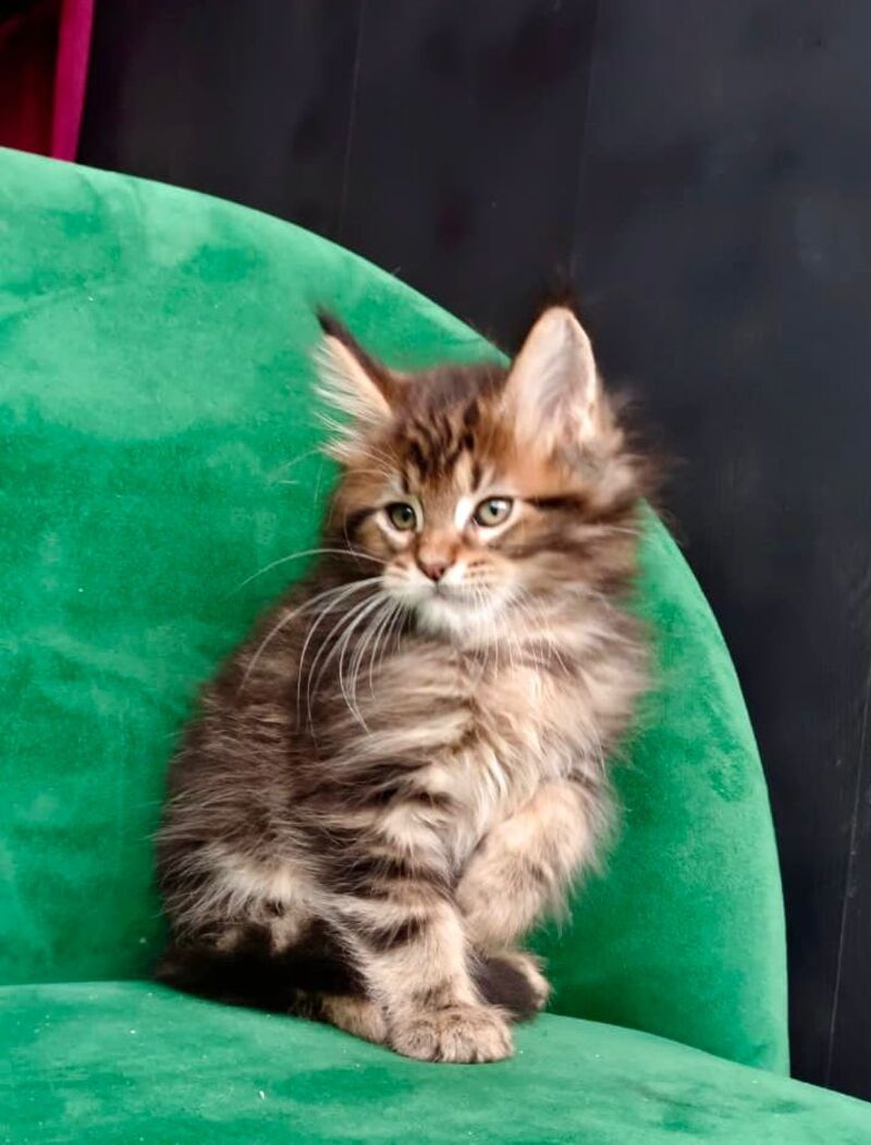 Kiss Maine Coon male, black tabby