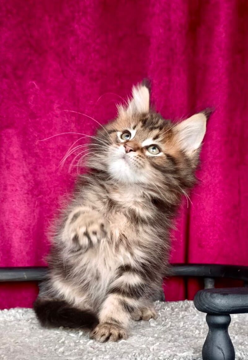 Kiss Maine Coon male, black tabby