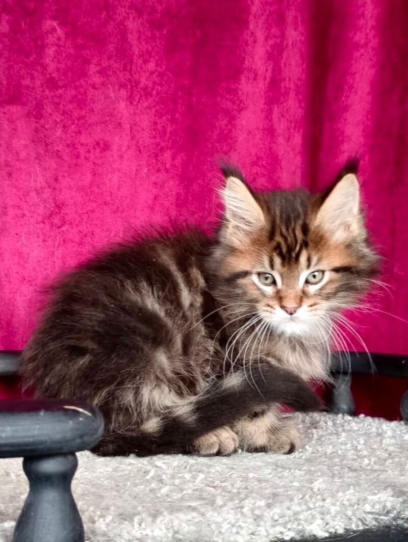 Kiss Maine Coon male, black tabby