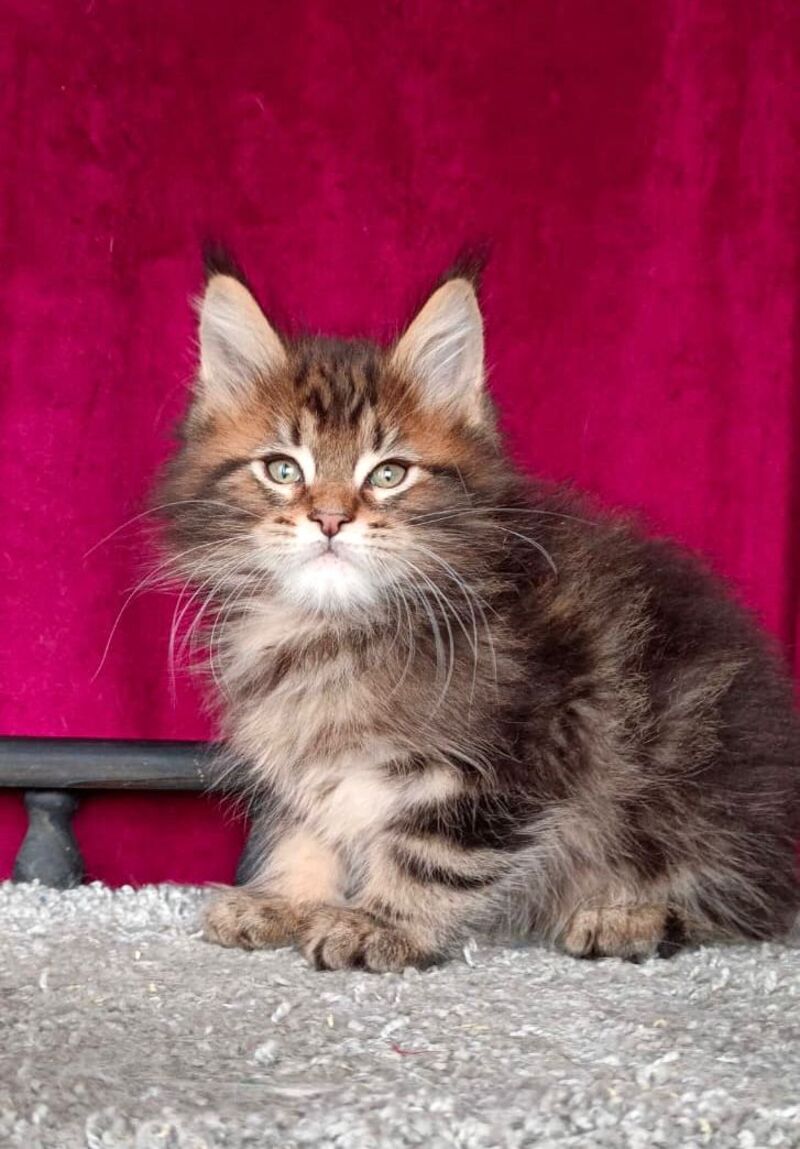 Kiss Maine Coon male, black tabby