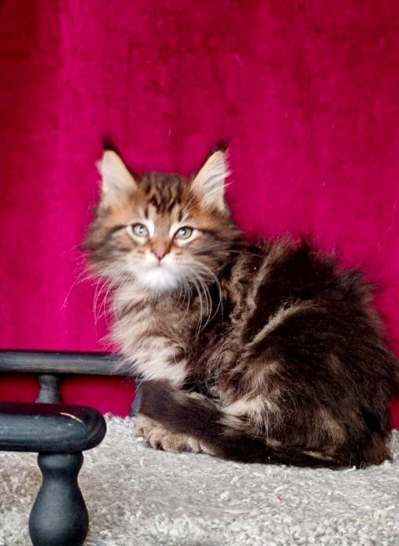 Kiss Maine Coon male, black tabby