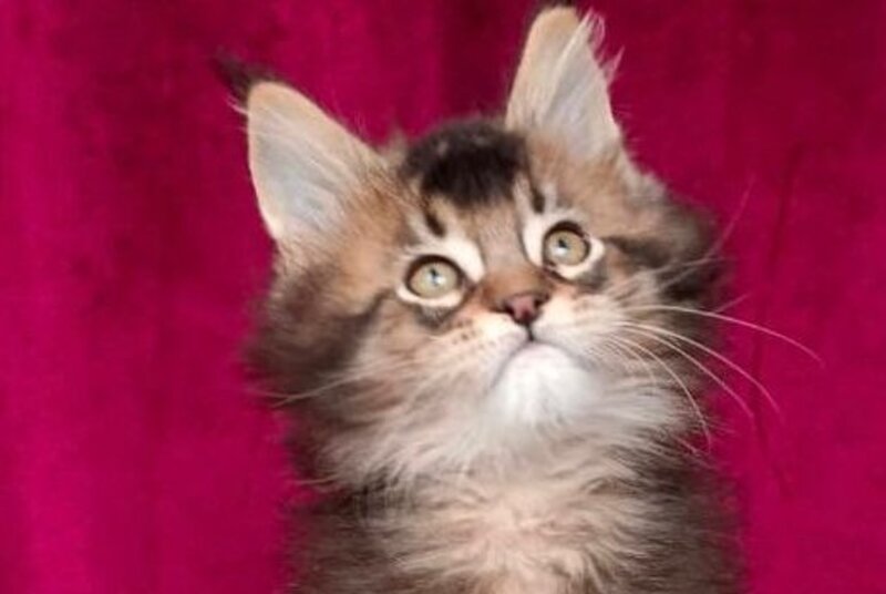 King Maine Coon male, black ticked tabby