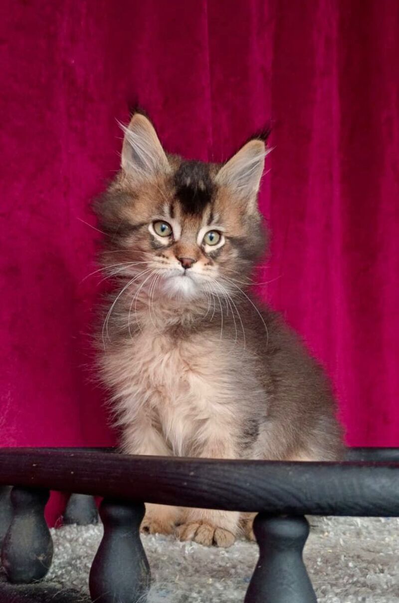 King Maine Coon male, black ticked tabby