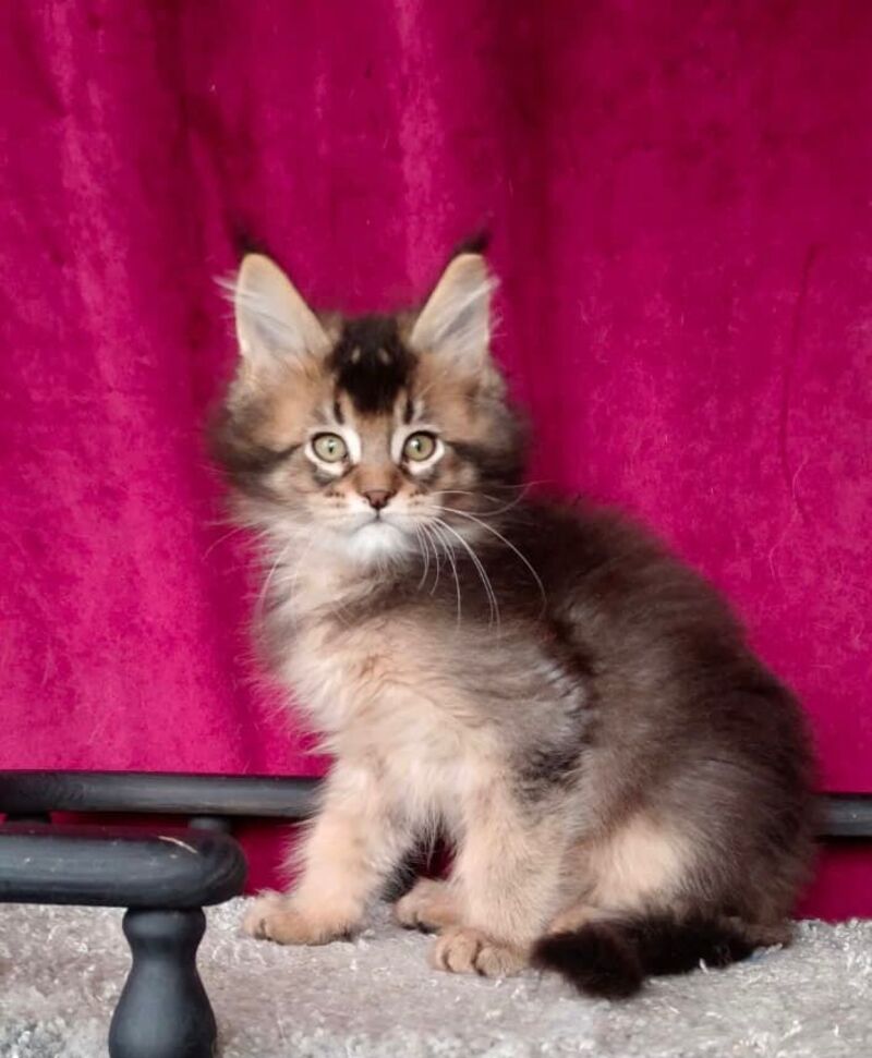 King Maine Coon male, black ticked tabby