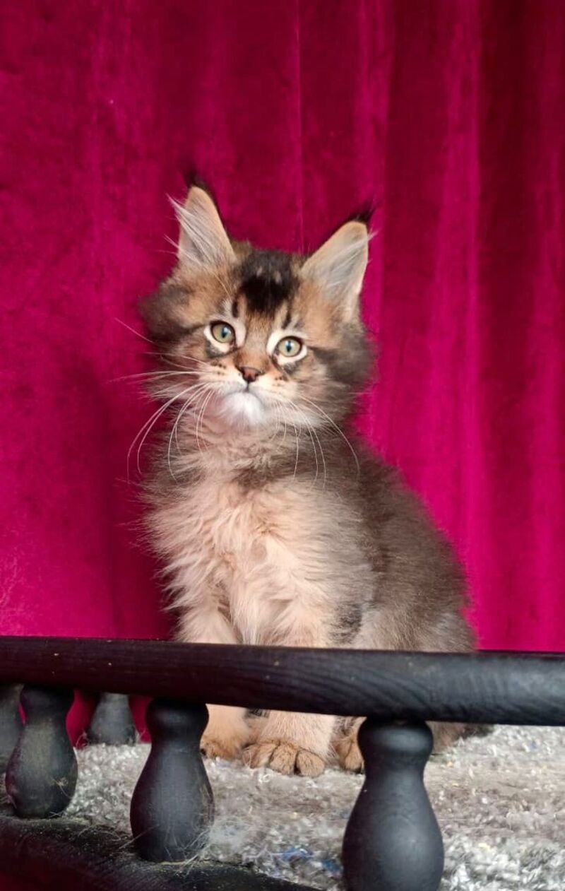 King Maine Coon male, black ticked tabby