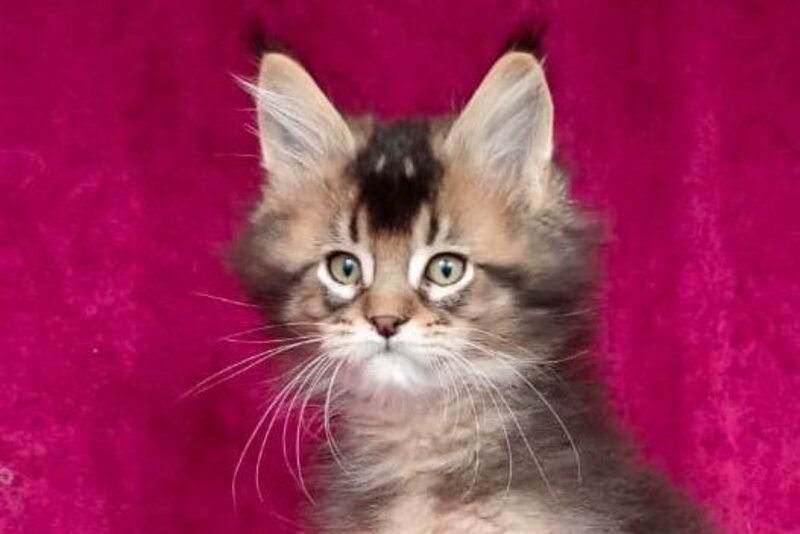 King Maine Coon male, black ticked tabby