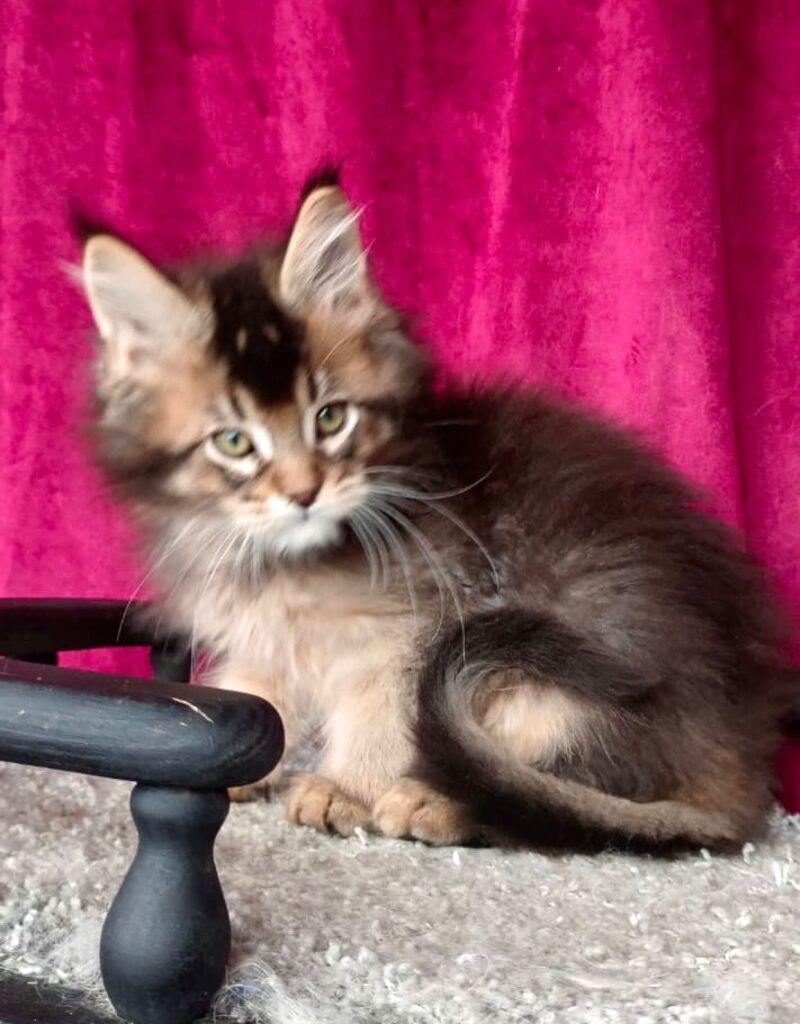 King Maine Coon male, black ticked tabby