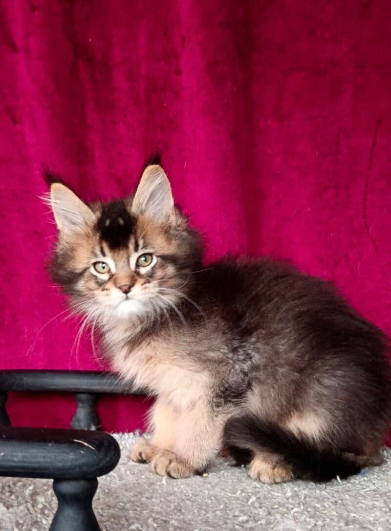 King Maine Coon male, black ticked tabby