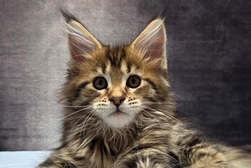 Lebanon Maine Coon polydactyl male, black tabby