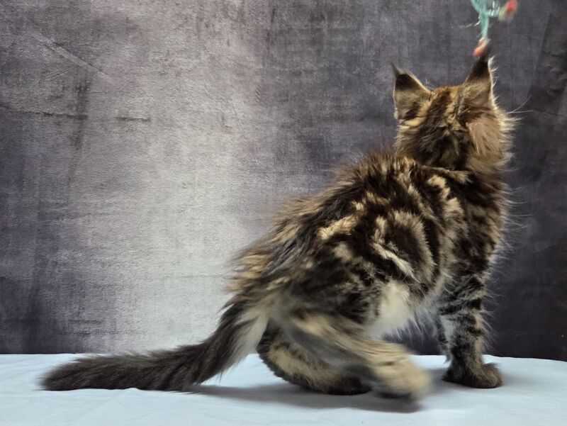 Lebanon Maine Coon polydactyl male, black tabby
