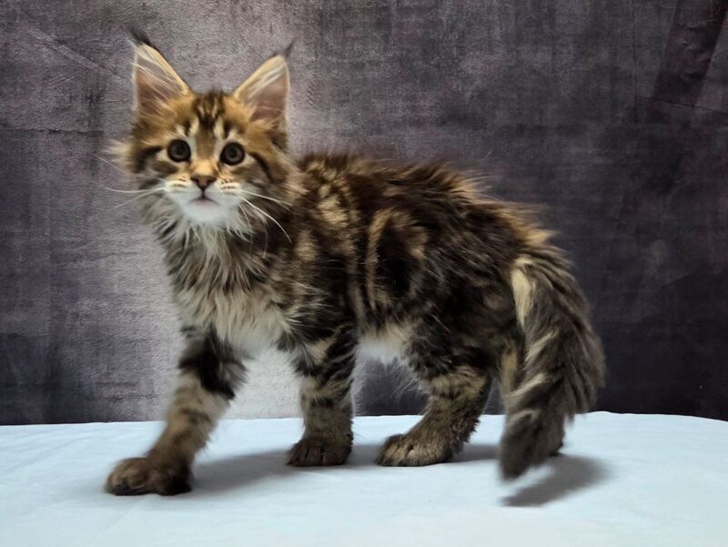 Lebanon Maine Coon polydactyl male, black tabby