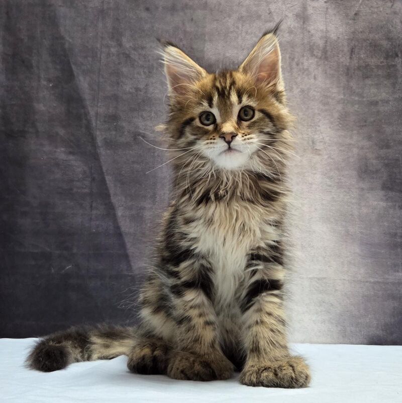 Lebanon Maine Coon polydactyl male, black tabby